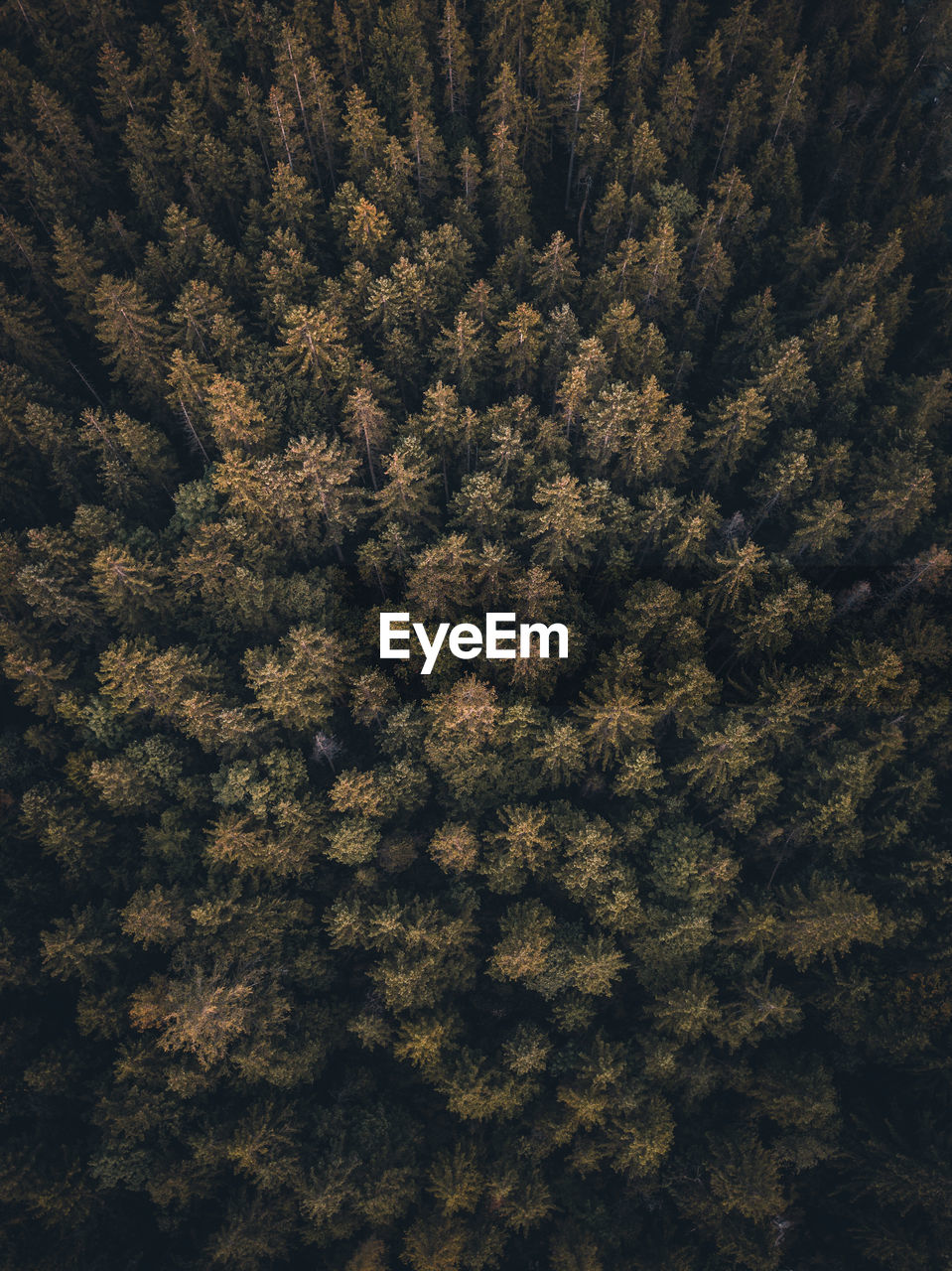 High angle view of woodland