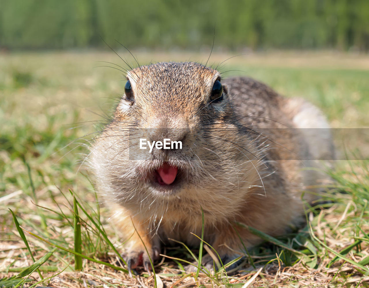 Gopher on the grassy lawn is looking at the camera with openen mouth. close-up