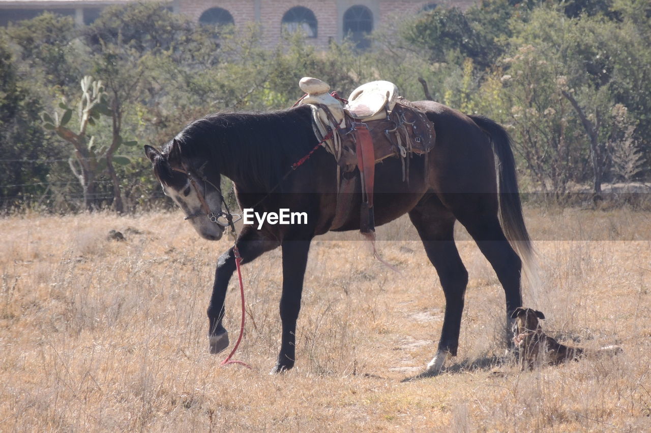 Horse on field