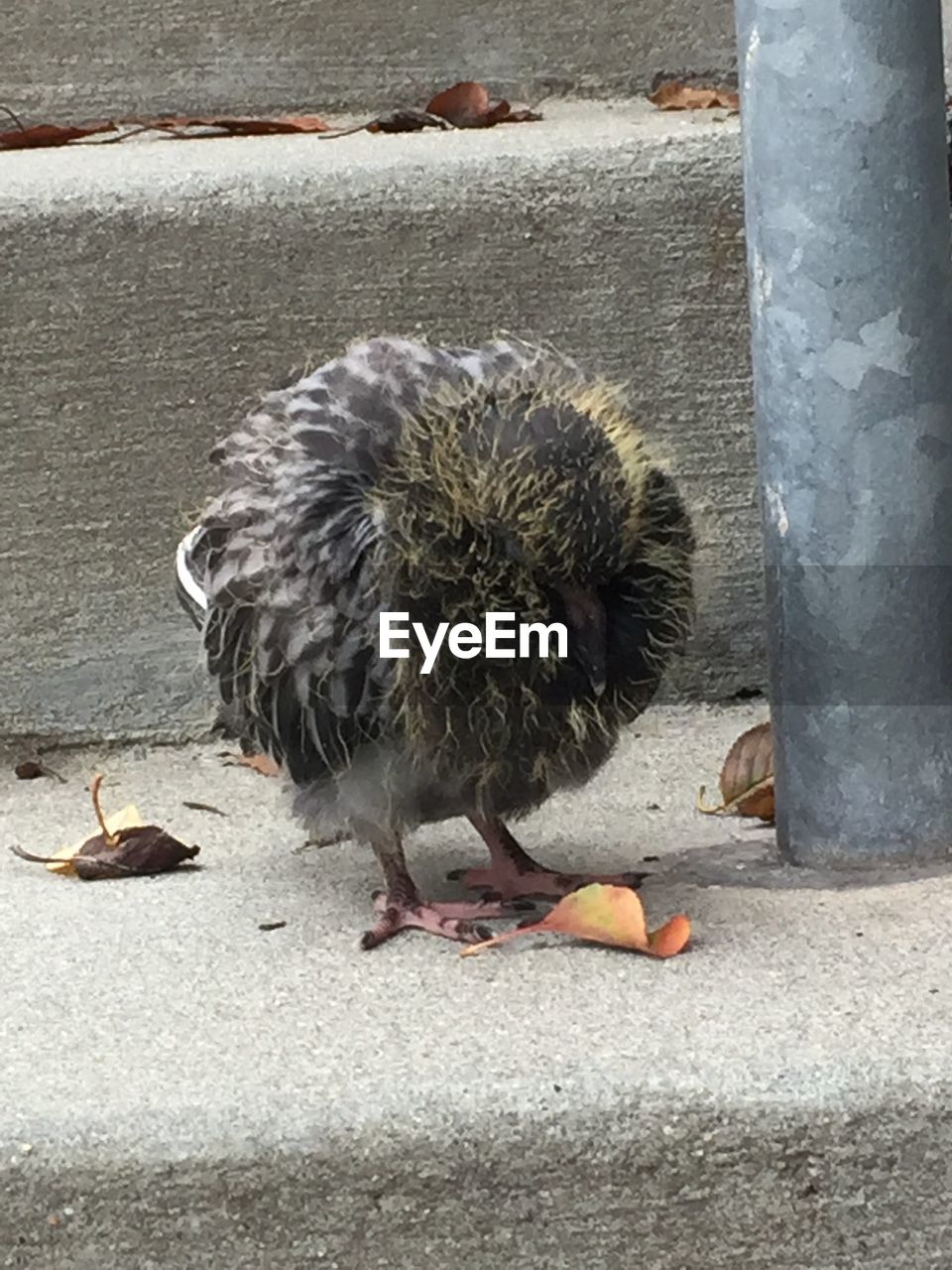 bird, animal themes, animals in the wild, young bird, one animal, day, animal wildlife, outdoors, no people, young animal, perching, retaining wall, nature, domestic animals, food, close-up