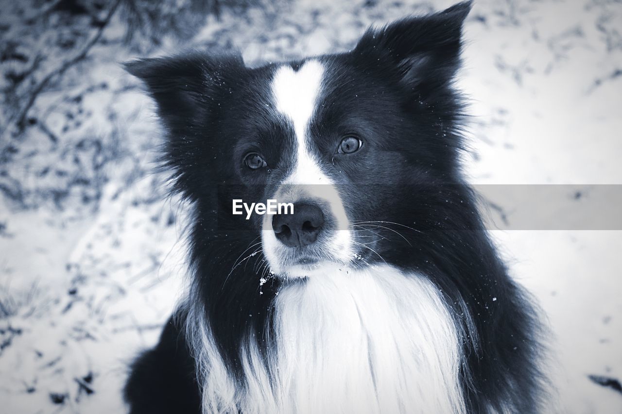 Benny Boy Bentley Border Collie Dog Pets Domestic Eyeem