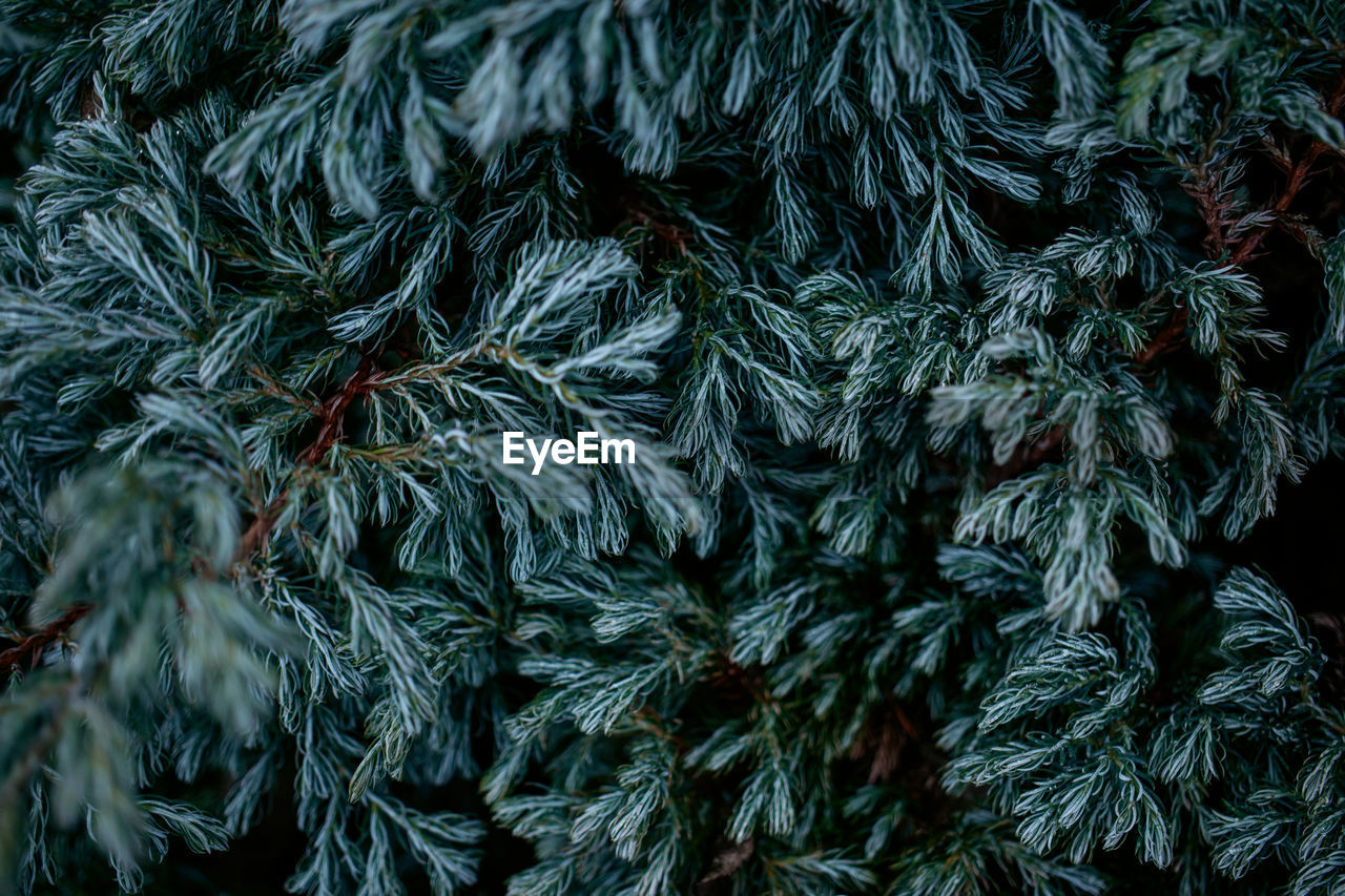 Close-up of an evergreen plant. nature background 