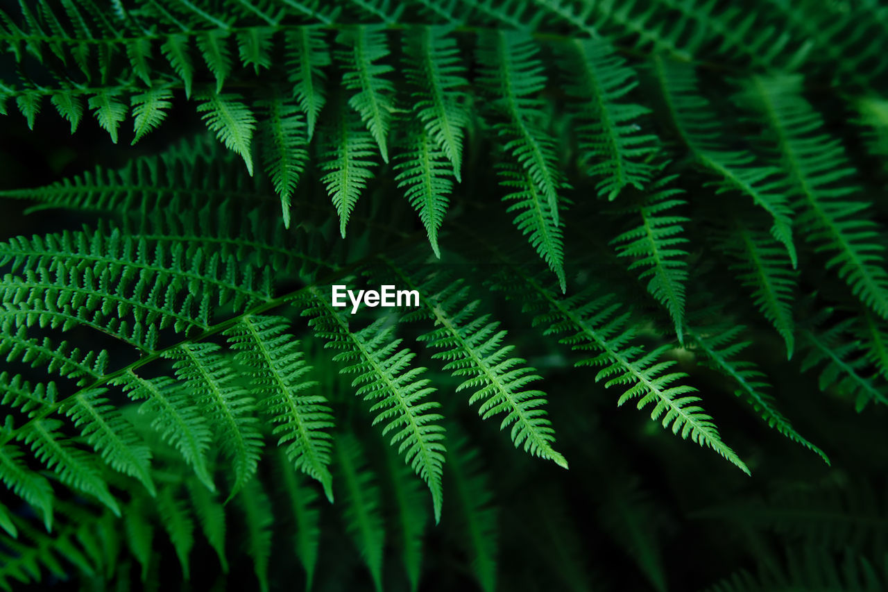 Natural blurred background of young fern leaves. selective focus