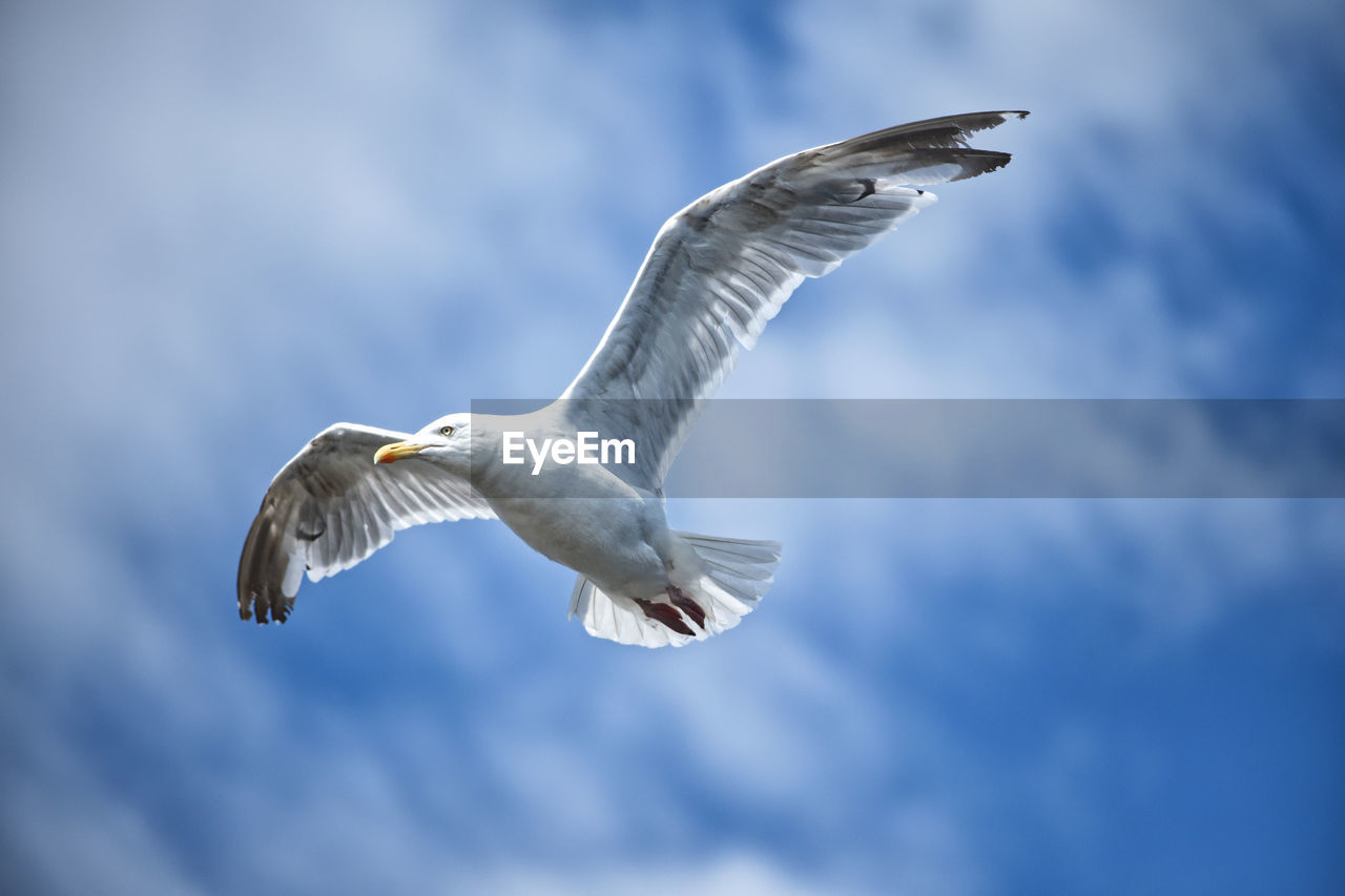 Norwegian gull