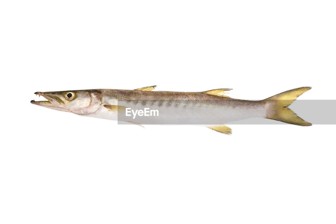 Close-up of barracuda fish against white background