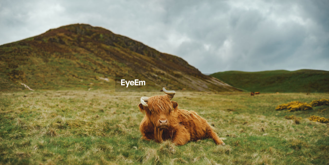 Front view of cute highland cow in front of a grassy hill