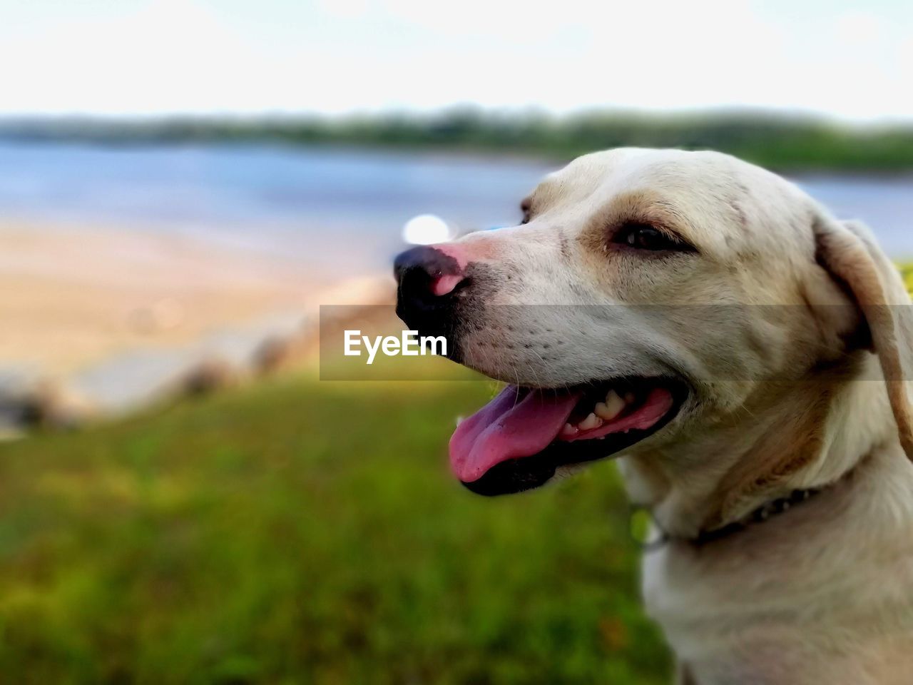 Close-up of dog looking away