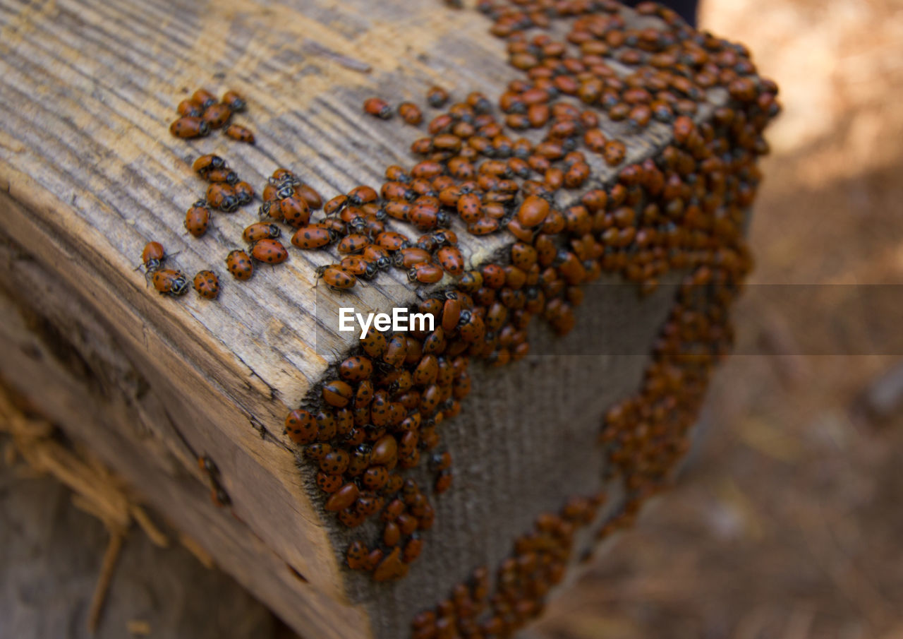 HIGH ANGLE VIEW OF BEES