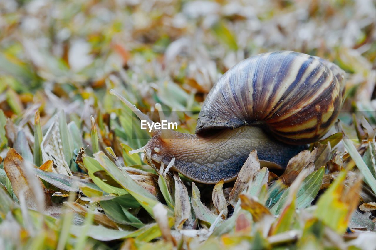 Closeup Snail On The Grass Reptile Grass Animal On Eyeem