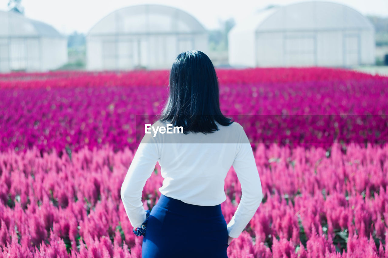Rear view of woman standing on pink flowering field