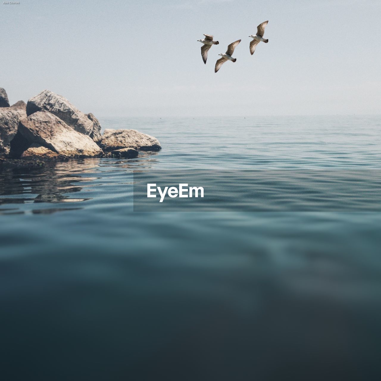 View of birds in sea