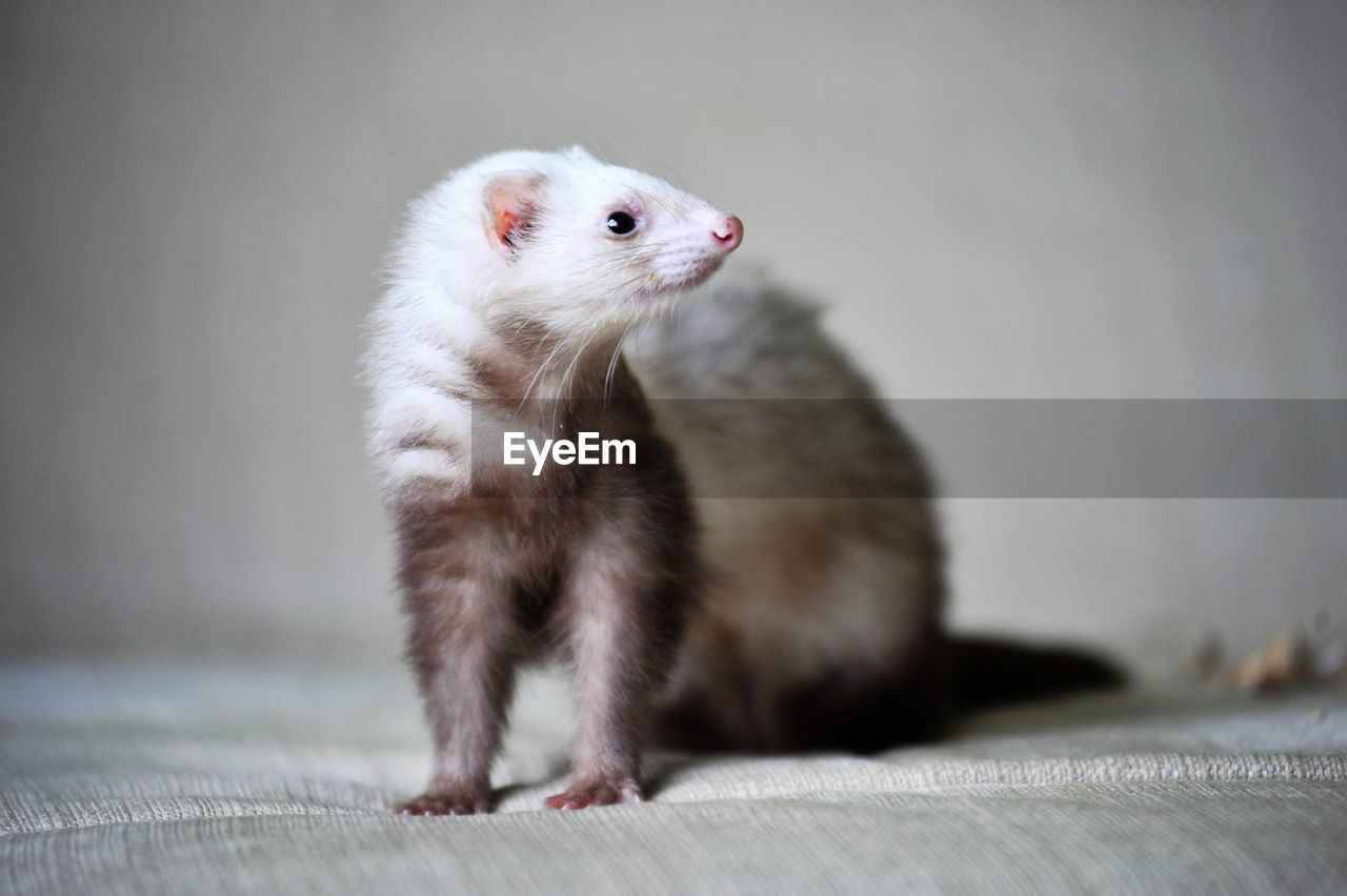 Close-up of ferret looking away