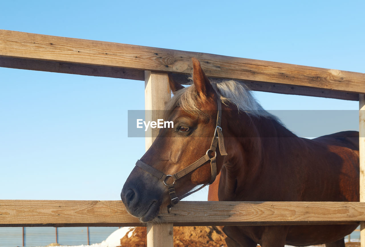 Horse looks through a wooden fence of a levada - an image with selective focus. 