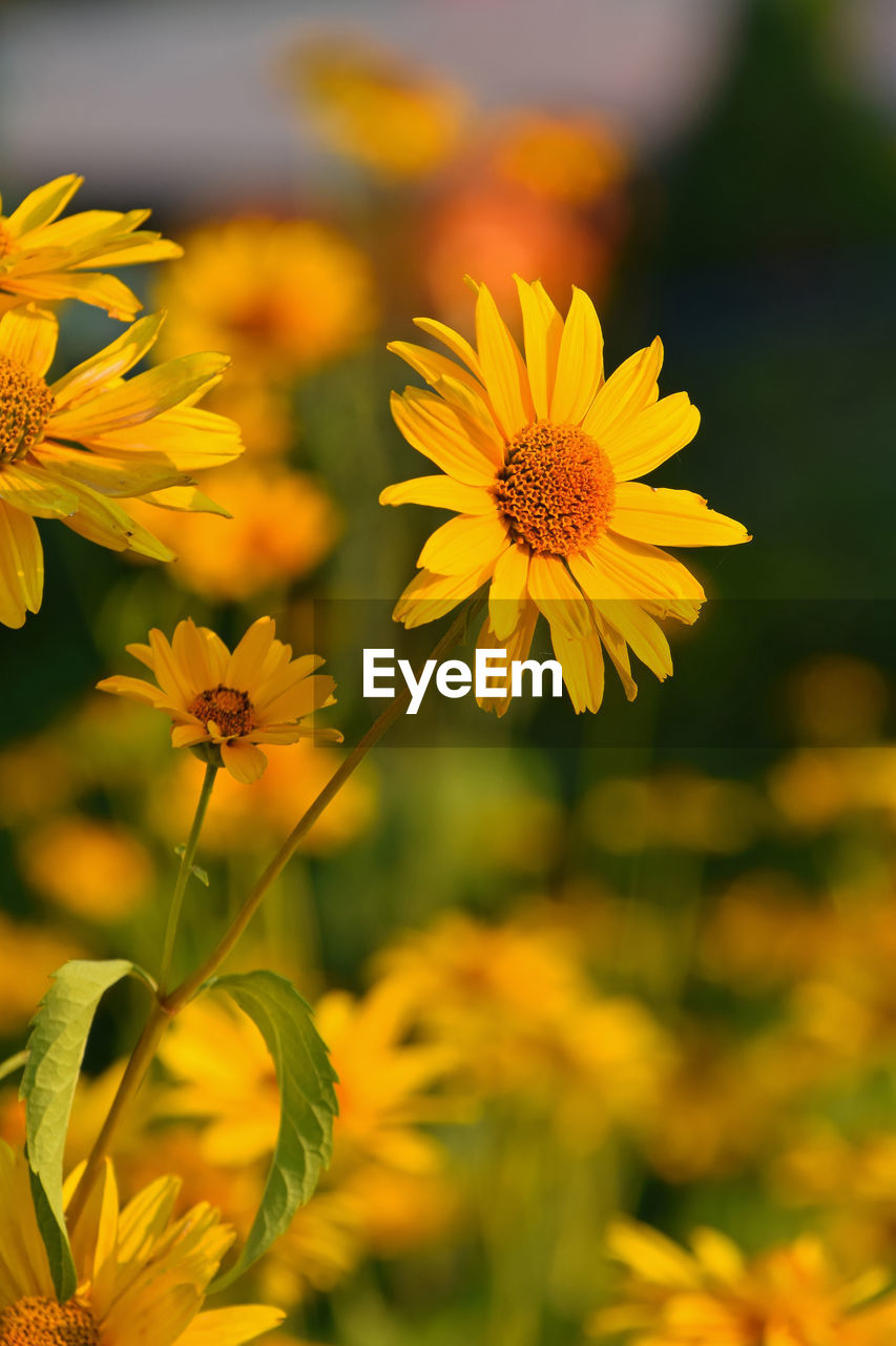 Close-up of yellow flowers against blurred background