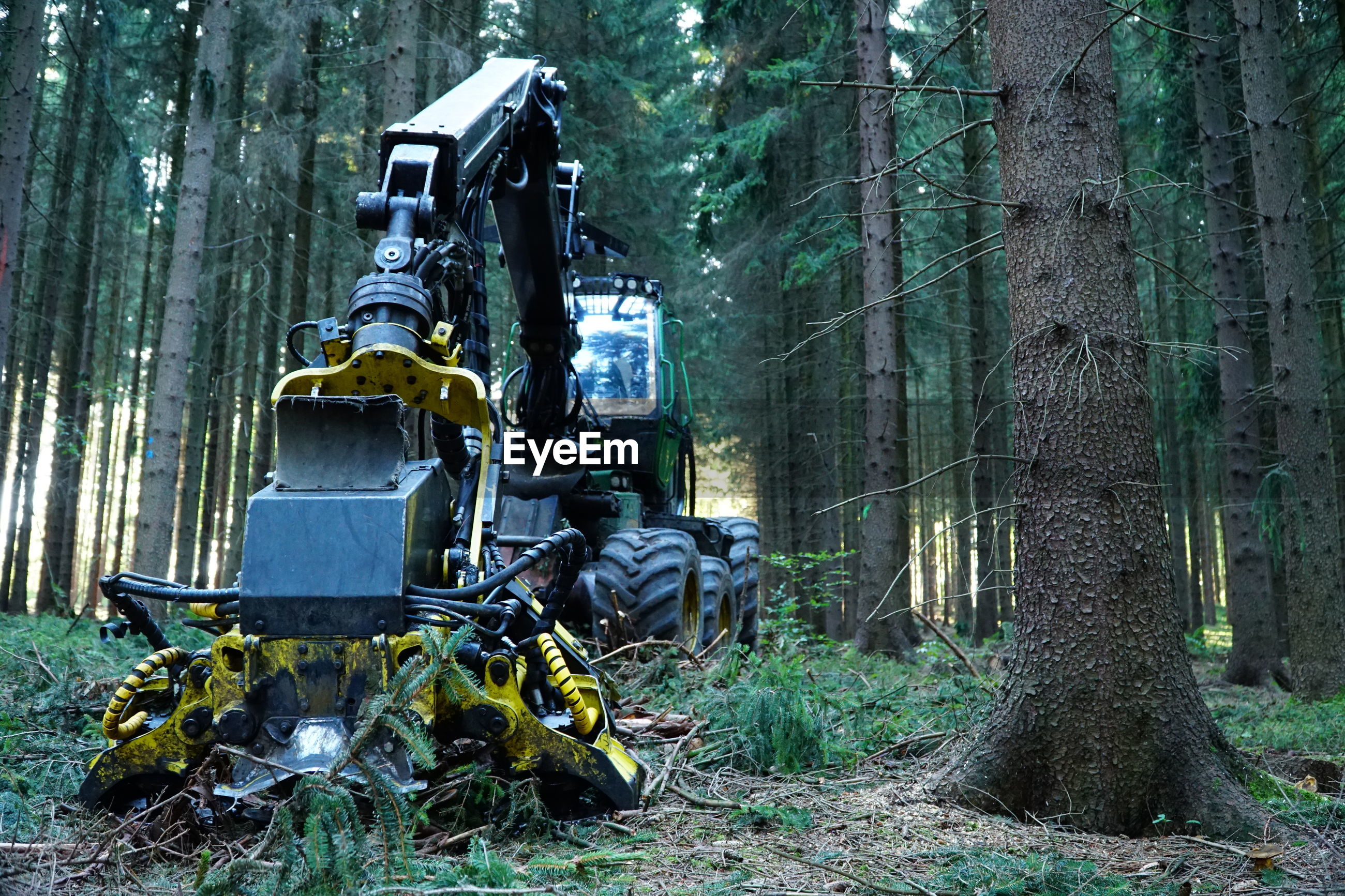 Crane in forest ID 124415641