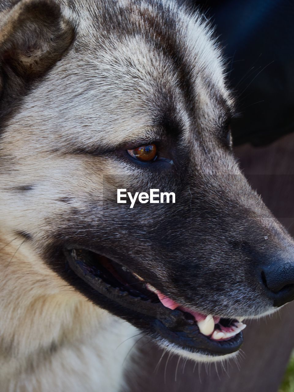 CLOSE-UP OF DOG
