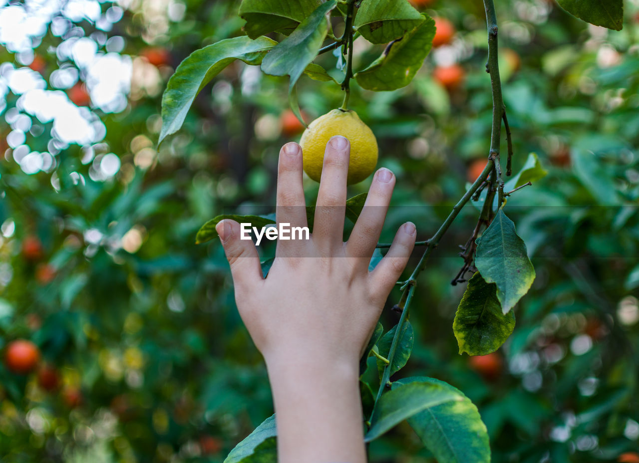 Cropped hand of woman touching fruit hanging on tree