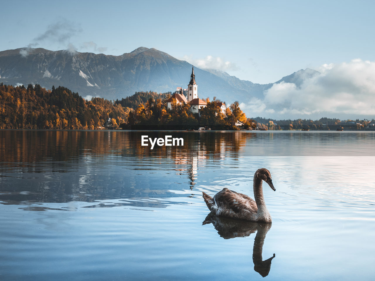 Swans swimming in lake against mountain range with bled church and mountains in background