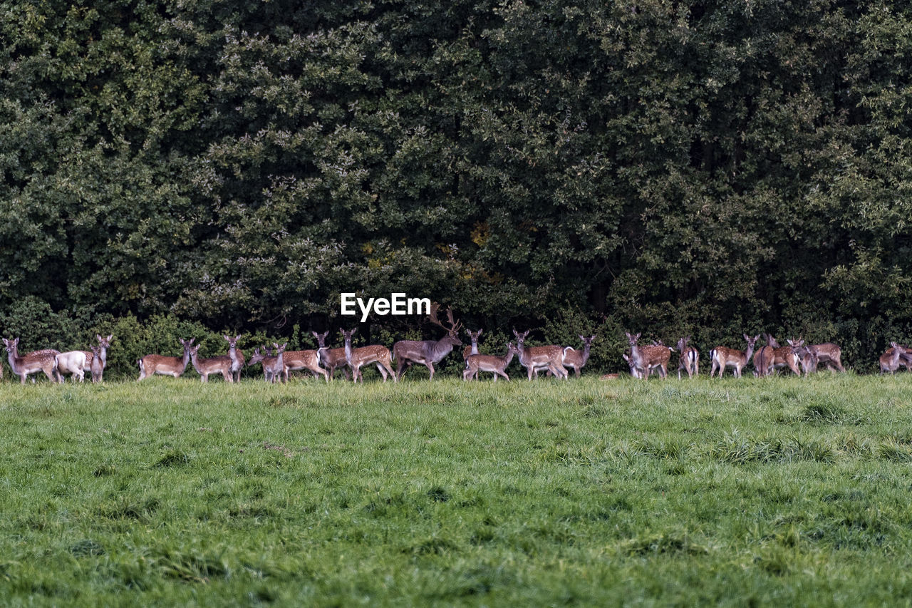 Herd of deer standing on grassy field in forest