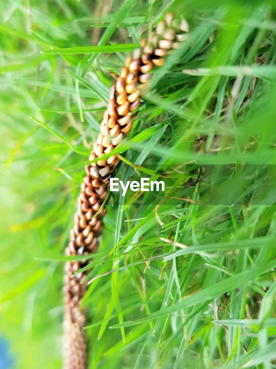 CLOSE-UP OF WHEAT CROP IN FIELD