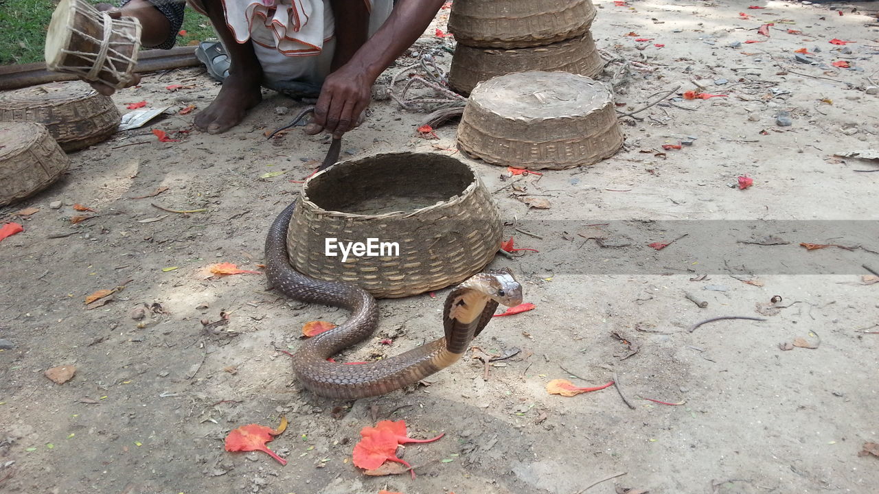Low section of snake charmer playing with snake outdoors