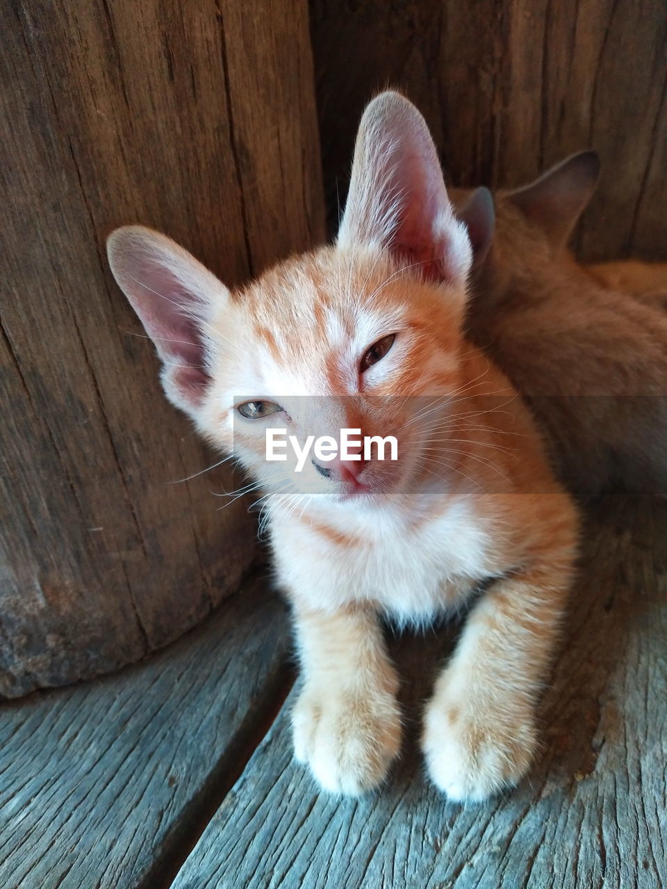 Cat Thai Animal Animal Head Animal Themes Cat On Eyeem