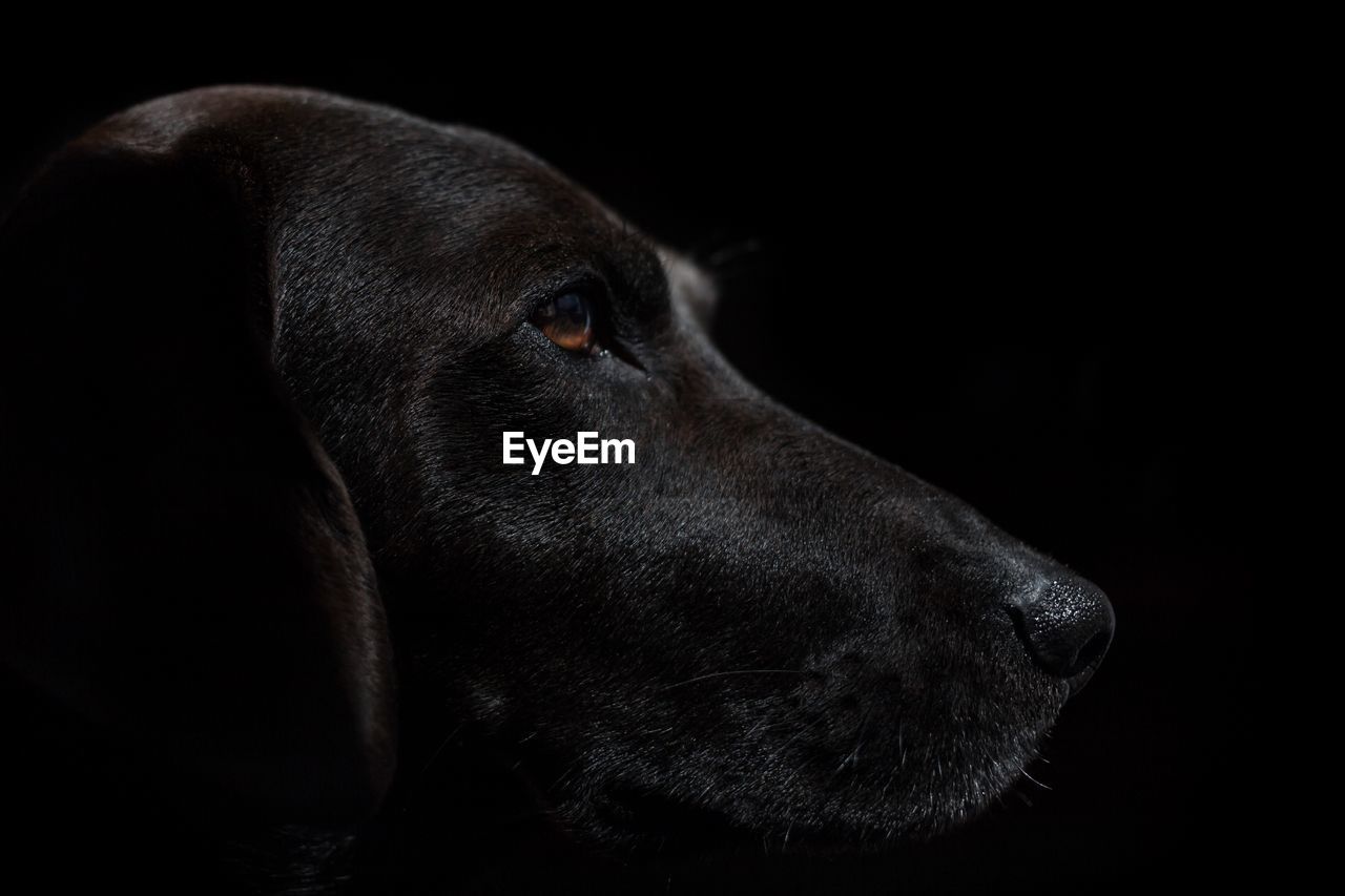 Side view of dog against black background