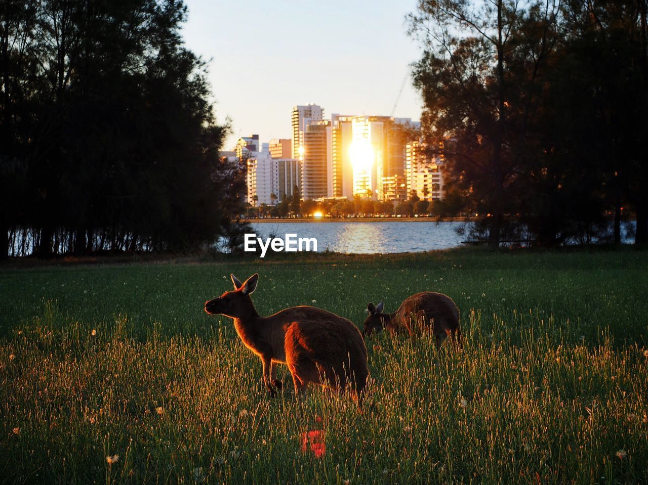 Kangaroos on grassy field by city against clear sky at sunset