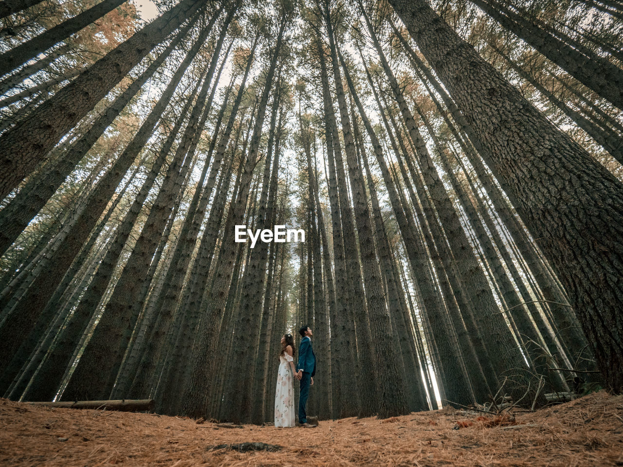 Full length of young couple standing back to back while standing amidst trees in forest
