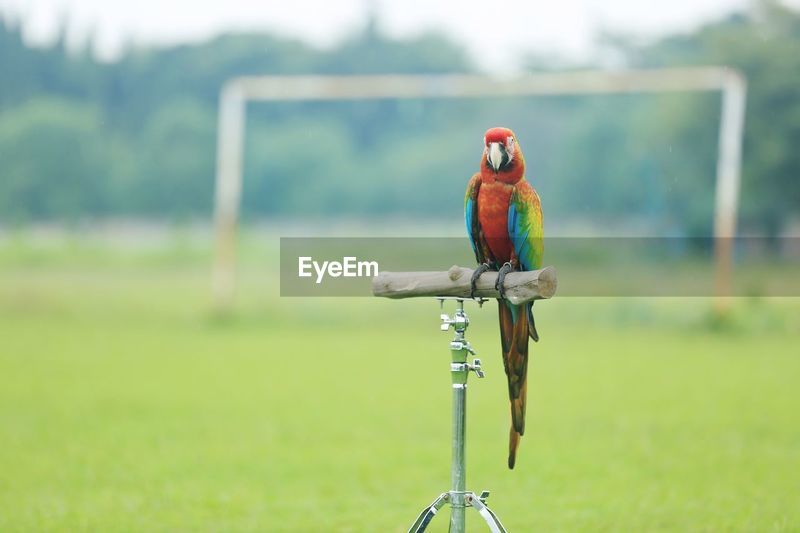 Verde macaw | ID: 160423667