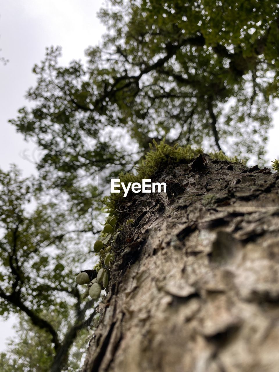 tree, plant, nature, low angle view, leaf, branch, tree trunk, no people, trunk, flower, green, growth, day, sky, outdoors, selective focus, close-up, beauty in nature, textured, plant bark, sunlight, land, forest, soil, tranquility, focus on foreground, rock, rough, bark