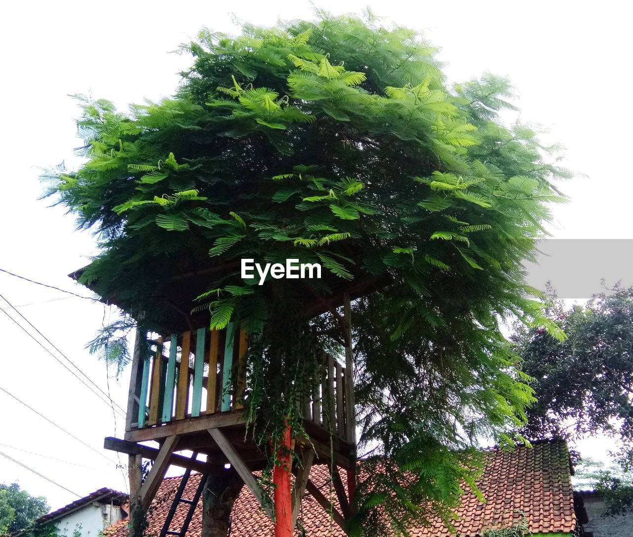 plant, tree, nature, architecture, growth, built structure, low angle view, green, day, sky, no people, flower, building exterior, outdoors, building, leaf