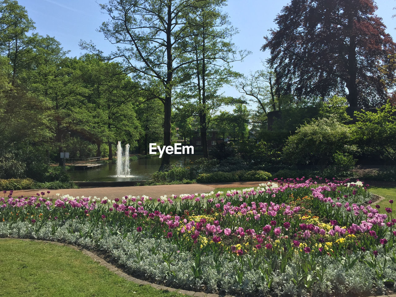 VIEW OF FLOWERING PLANTS BY PARK