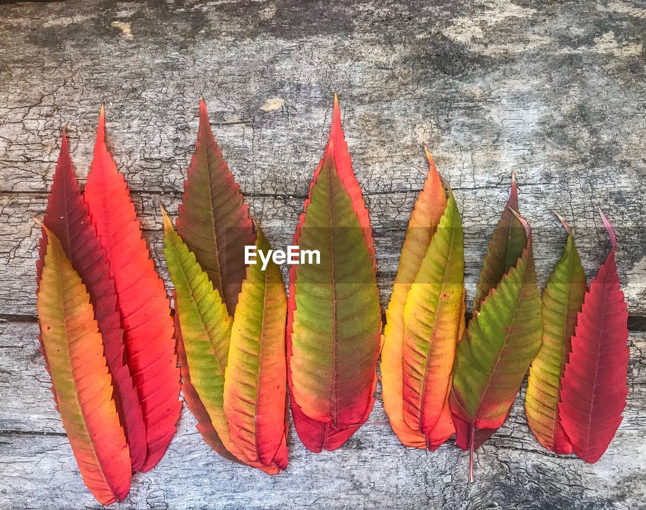 CLOSE-UP OF MULTI COLORED LEAVES