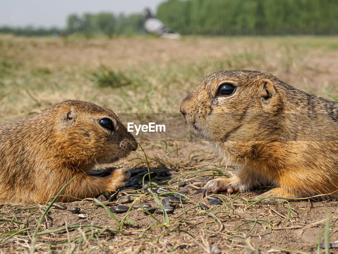 animal, animal themes, animal wildlife, mammal, wildlife, prairie dog, rodent, group of animals, whiskers, squirrel, two animals, no people, nature, eating, togetherness, day, close-up, outdoors, side view, pet, grass, land, brown, focus on foreground, prairie, field, plant