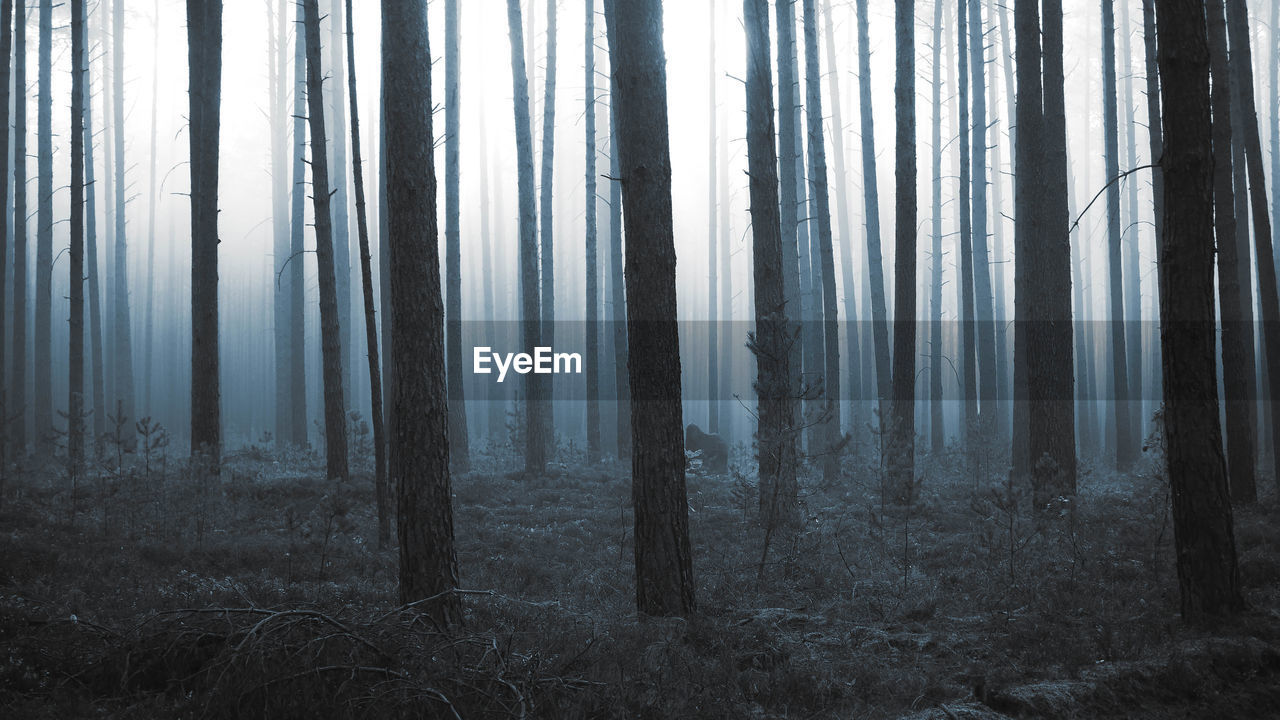 Pine trees in forest