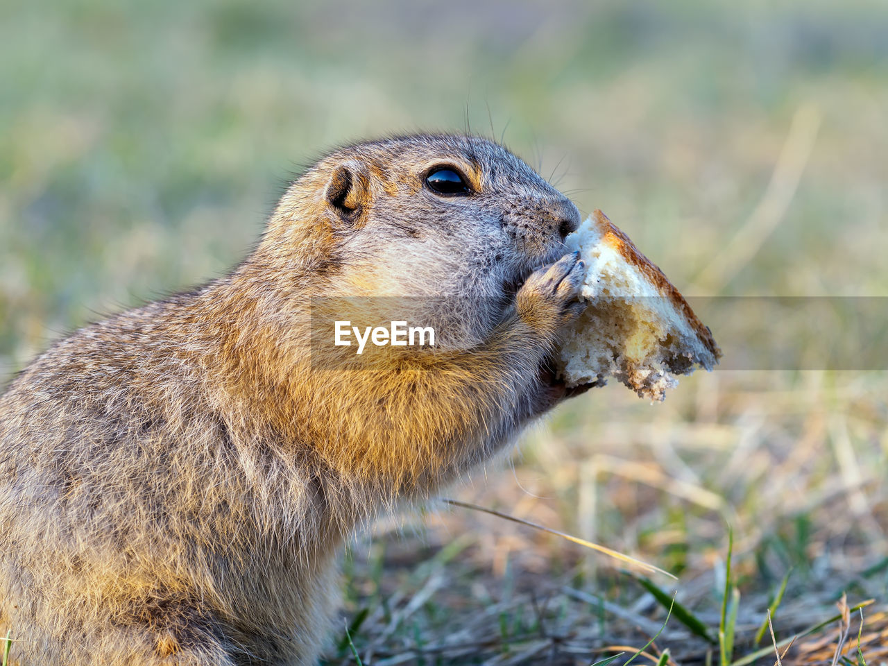 animal, animal themes, animal wildlife, one animal, wildlife, mammal, squirrel, whiskers, prairie dog, rodent, side view, no people, nature, profile view, outdoors, grass, close-up, portrait, animal body part, focus on foreground, eating, day