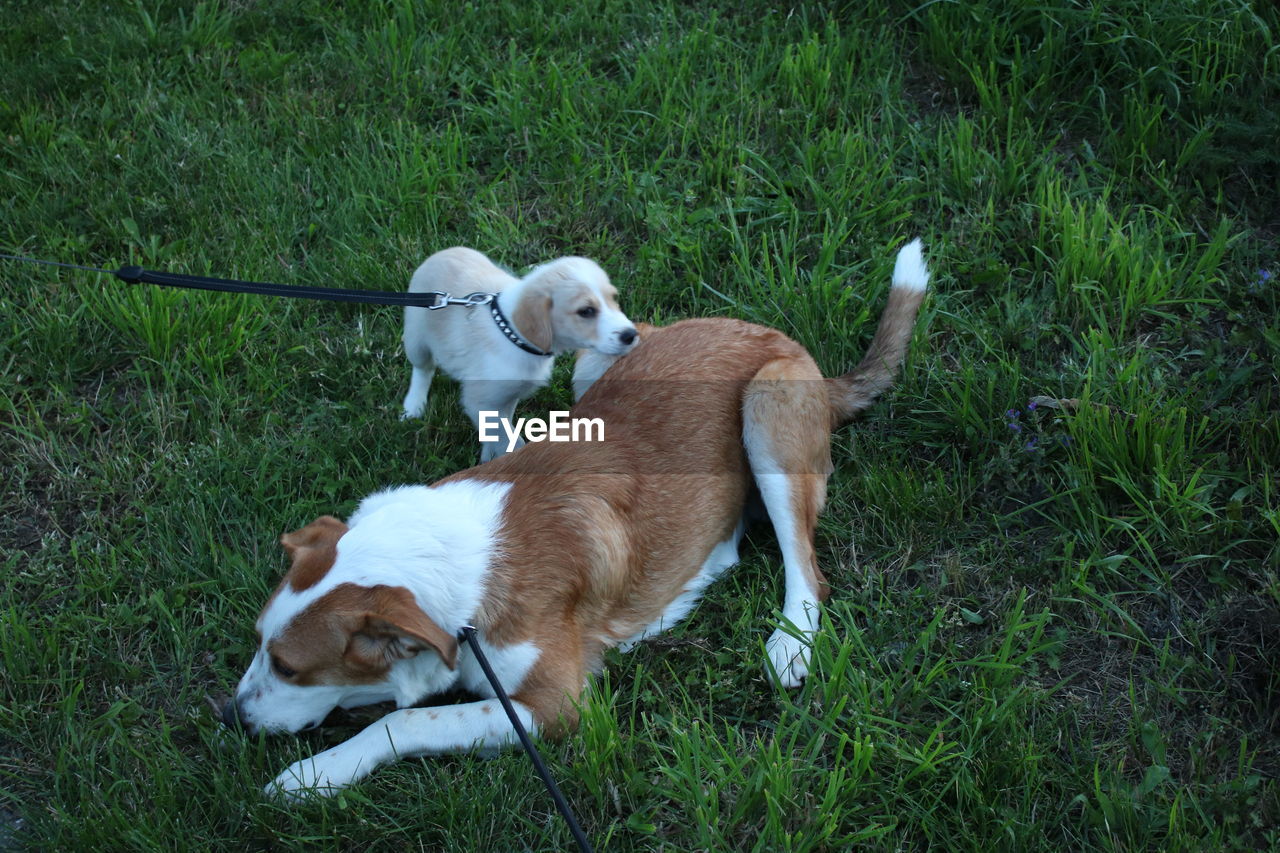 HIGH ANGLE VIEW OF DOG ON GRASS FIELD