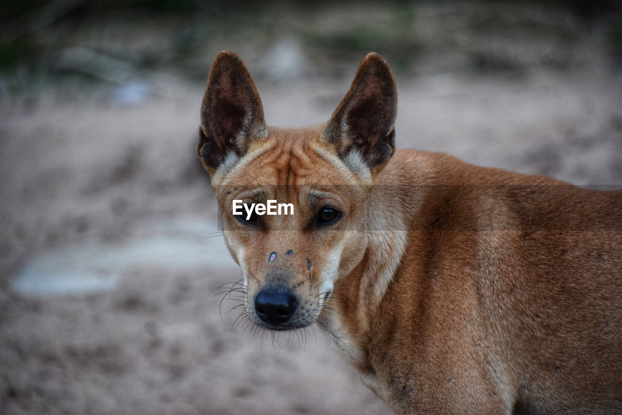 Portrait of dog on field