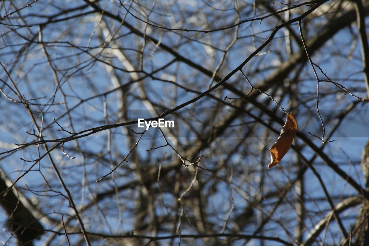 CLOSE-UP OF BIRD PERCHING ON BARE TREE AGAINST SKY