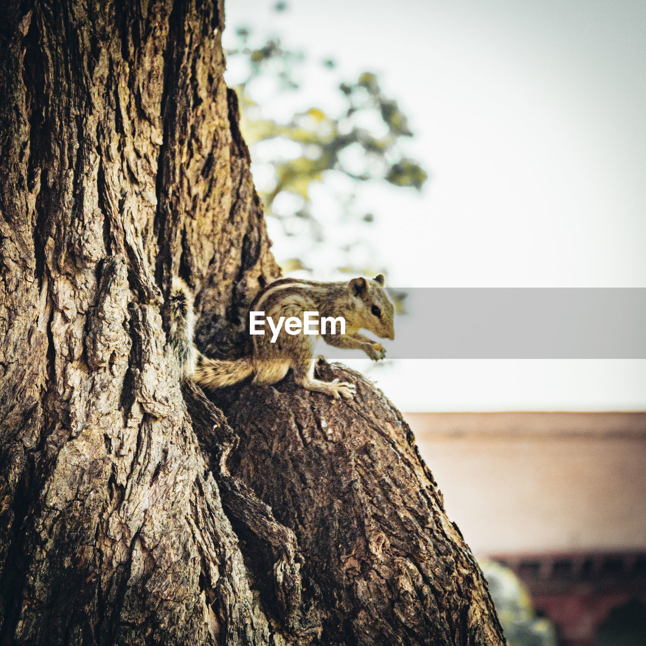 animal themes 203962279 | Beautiful photography on EyeEm