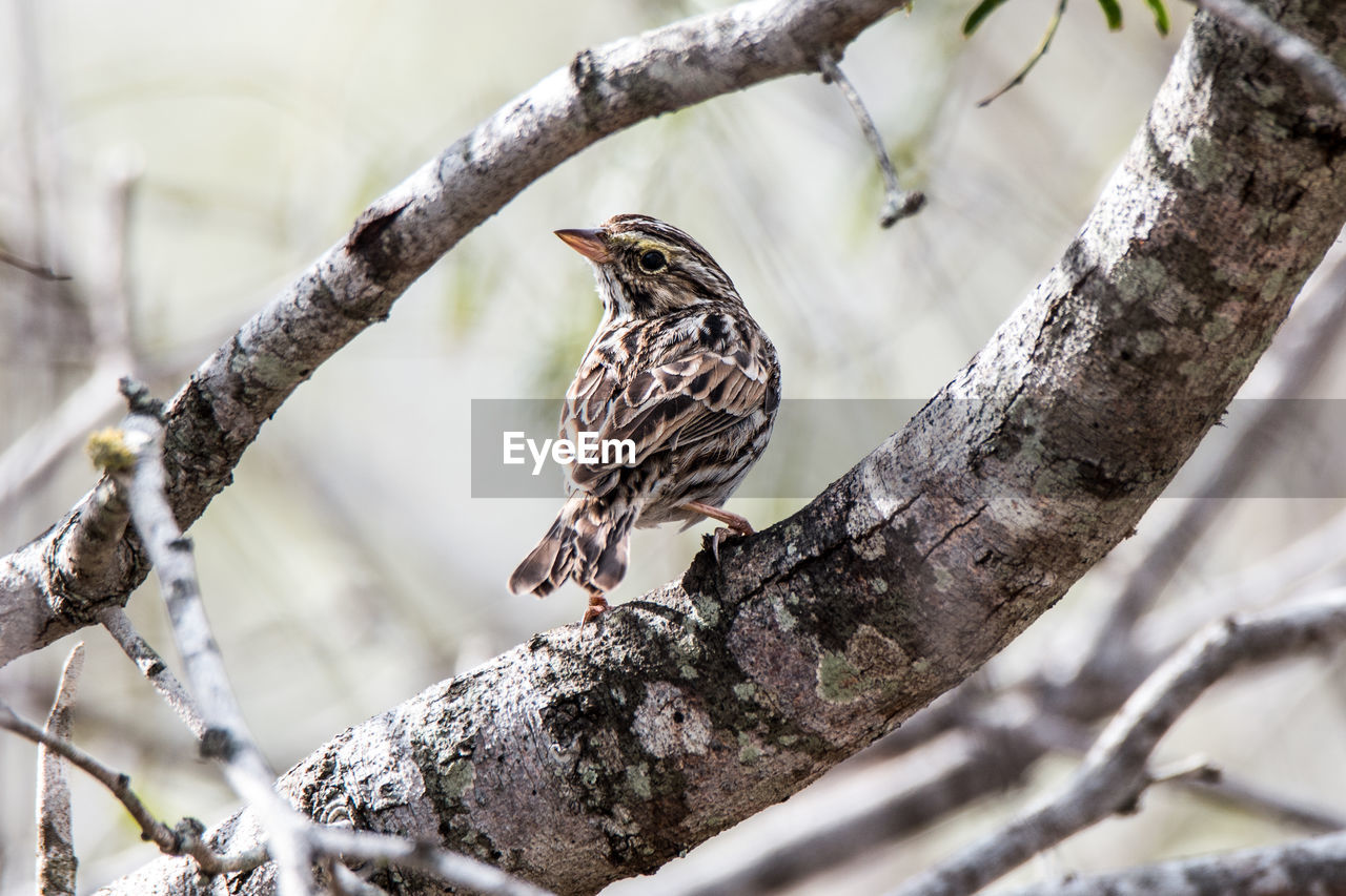 Did You Get My Good Side Birds Of Eyeem Branches Eyeem