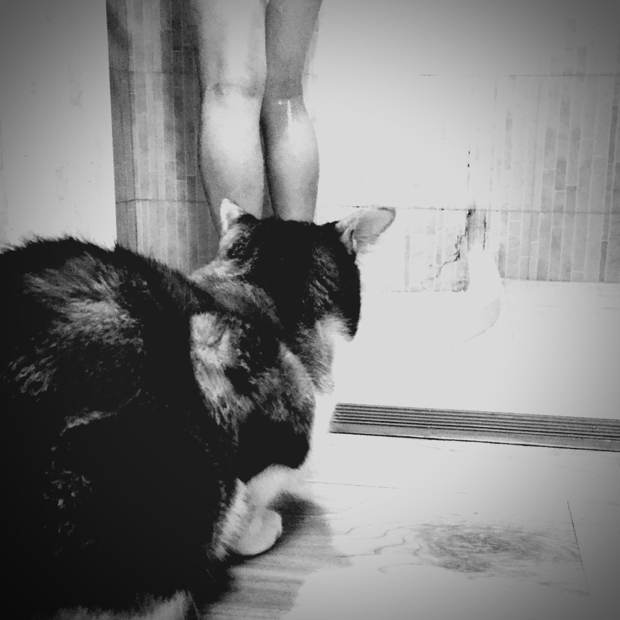 Showering Man And A Cat Next To Him Cat Man Shower Eyeem