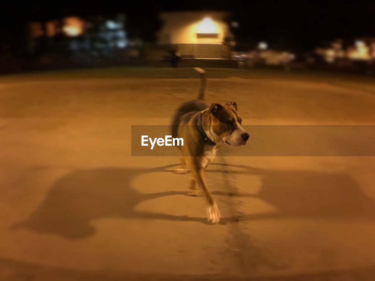 DOG LOOKING UP