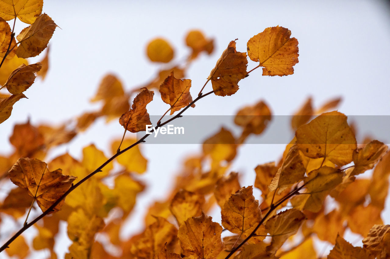 Close-up of autumnal leaves against blurred background