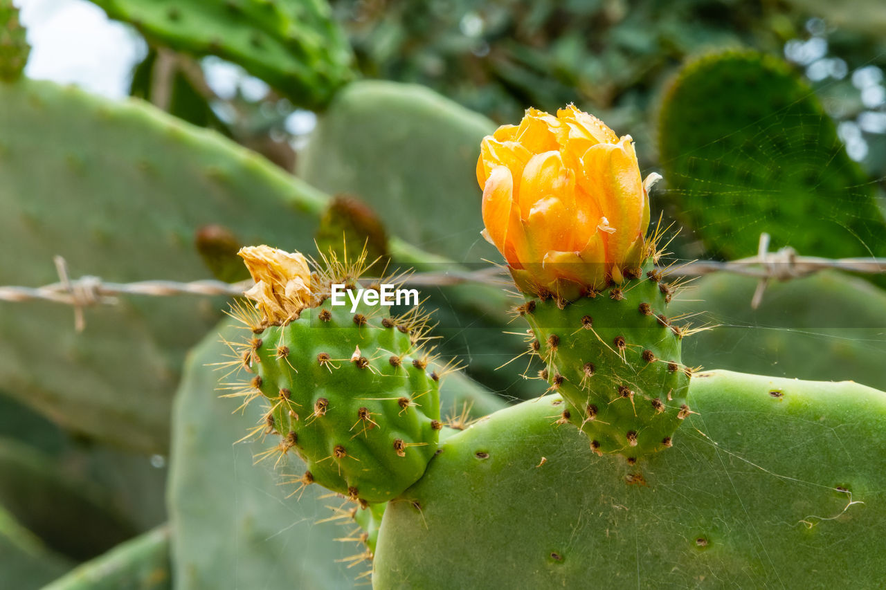 CLOSE-UP OF YELLOW CACTUS FLOWER