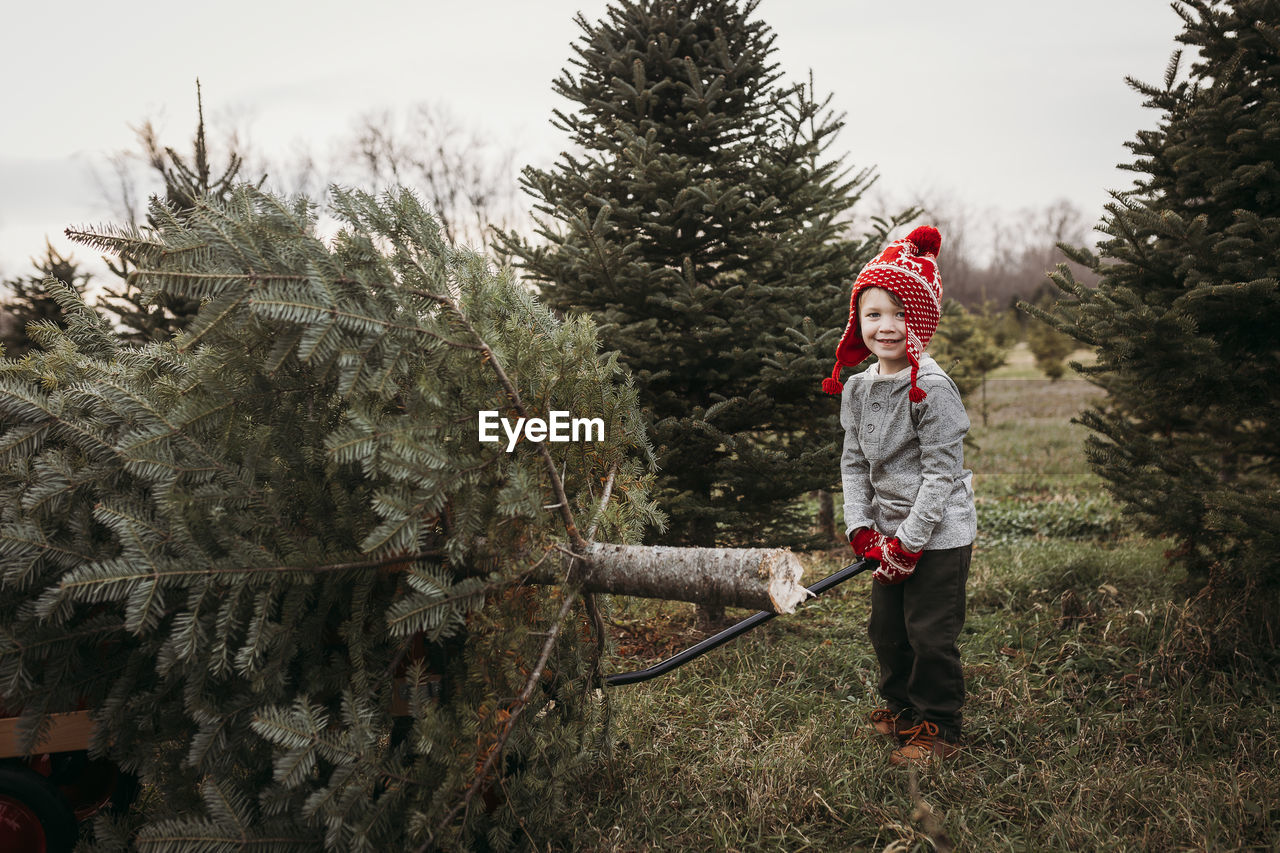 Boy pulling christmas tree on wagon at tree farm