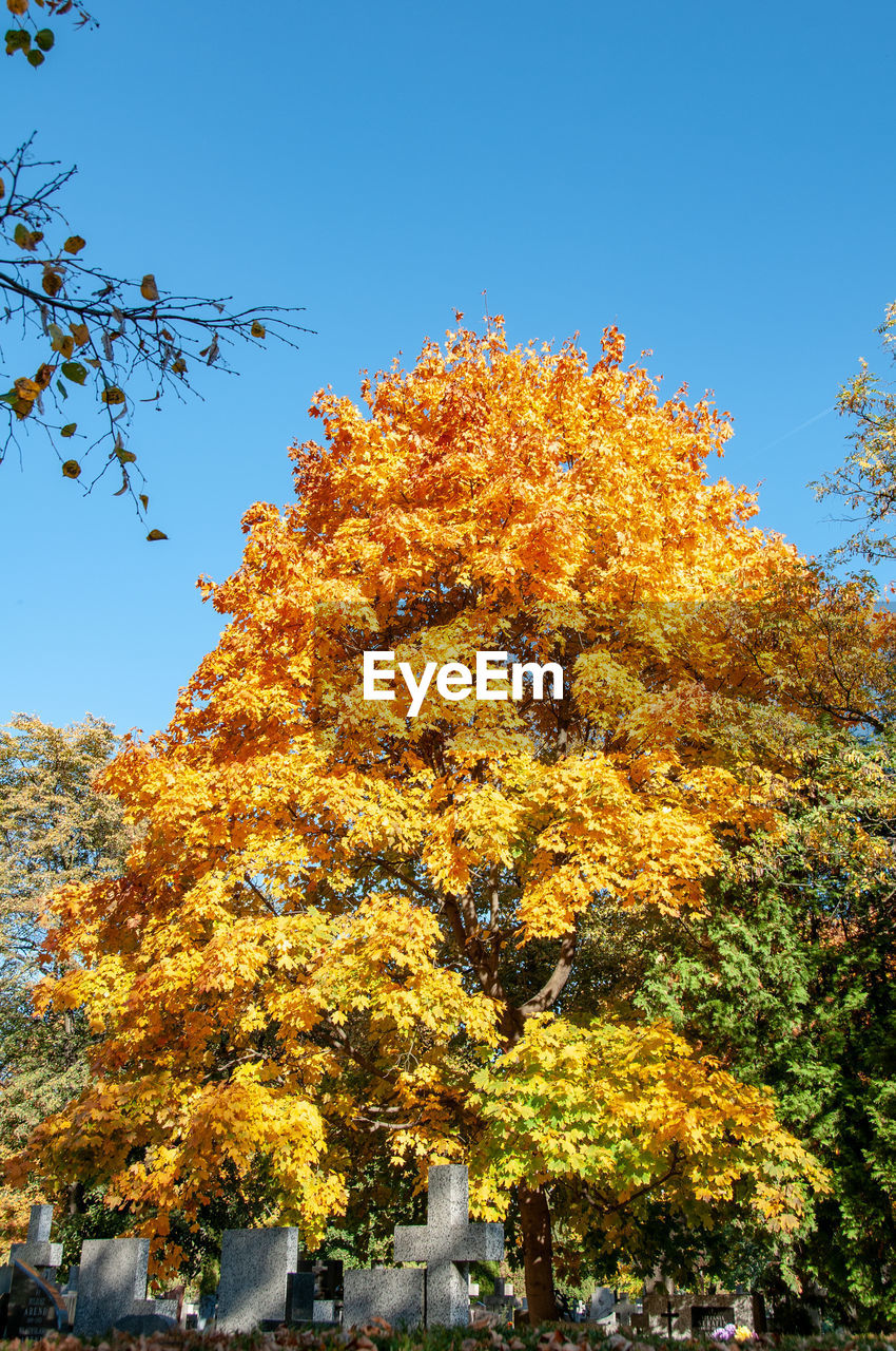 LOW ANGLE VIEW OF AUTUMNAL TREE AGAINST CLEAR SKY