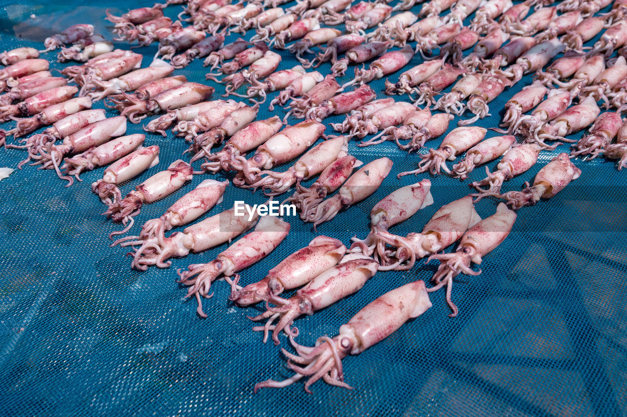 High angle view of fish drying on fabric