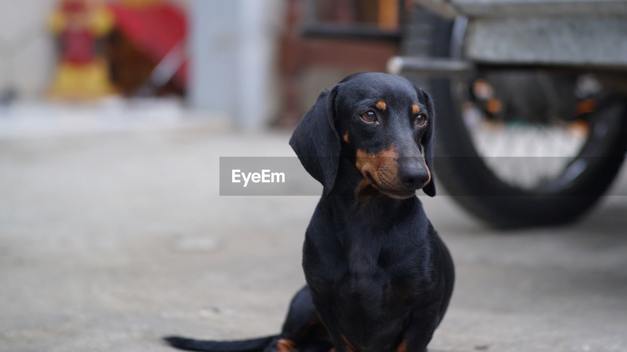 Dog looking away while sitting on road